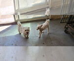 Small #3 Maltipoo