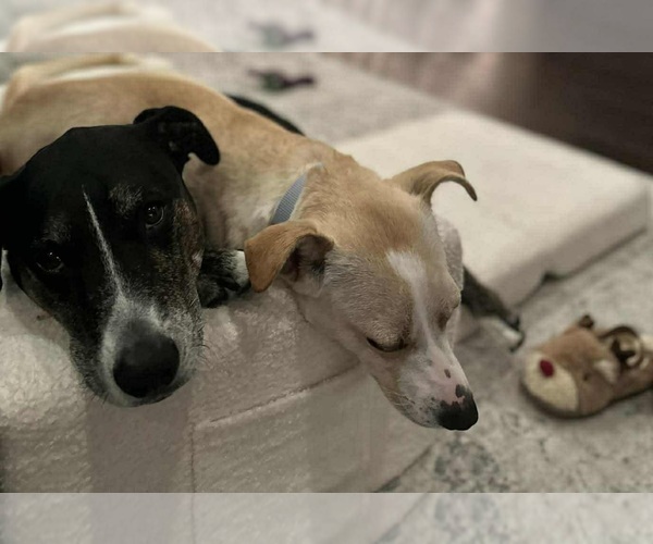 Medium Photo #9 Jack-A-Bee Puppy For Sale in Princeton, MN, USA