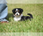 Small #1 Miniature Australian Shepherd