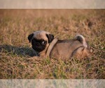 Small #6 Pug