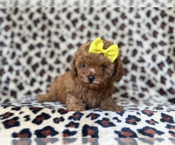 Medium Photo #9 Cavapoo (Miniature) Puppy For Sale in LAKELAND, FL, USA