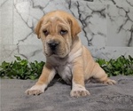 Small #6 Cocker-Pei