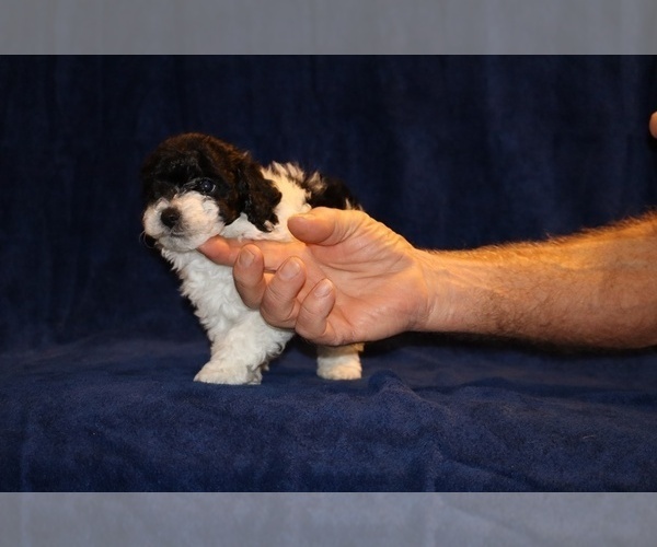 Medium Photo #4 Poodle (Toy) Puppy For Sale in DYERSBURG, TN, USA