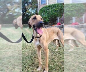 Mutt Dogs for adoption in San Antonio, TX, USA