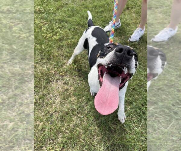 Medium Photo #8 Mutt Puppy For Sale in Abbeville, LA, USA