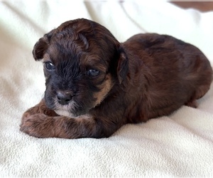 Poodle (Miniature)-Zuchon Mix Puppy for sale in ALGOMA, WI, USA