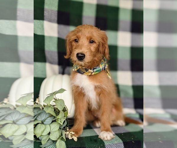 Medium Photo #2 Goldendoodle-Mutt Mix Puppy For Sale in KIRKWOOD, PA, USA