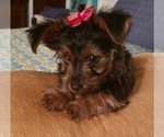 Small Photo #25 Yorkshire Terrier Puppy For Sale in NEVADA, TX, USA