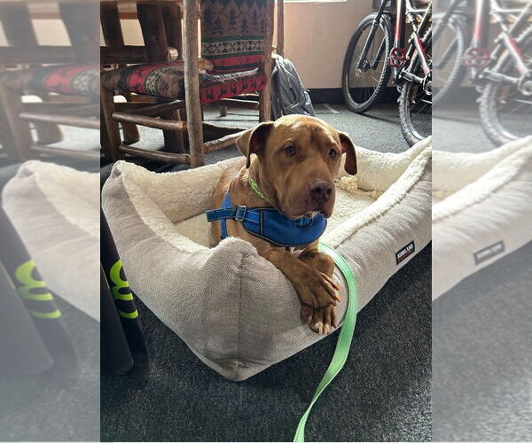 Medium Photo #3 Mutt Puppy For Sale in Salt Lake City, UT, USA