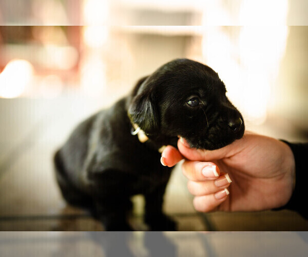 Medium Photo #6 Labrador Retriever Puppy For Sale in CARSON CITY, NV, USA