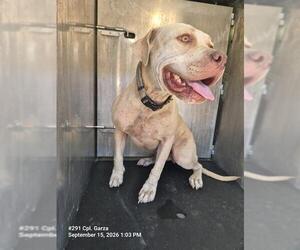 American Staffordshire Terrier Dogs for adoption in San Antonio, TX, USA