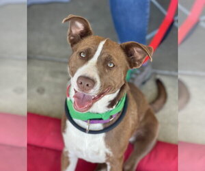 Collie-Unknown Mix Dogs for adoption in Mount Laurel, NJ, USA