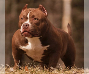 Mother of the American Bully puppies born on 07/10/2023
