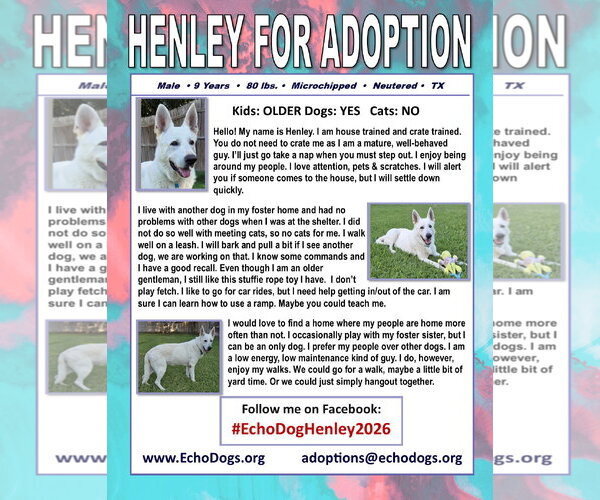 Medium Photo #2 - Mix Puppy For Sale in Hoffman Estates, IL, USA
