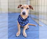 Blake - Female Mutt Dog for Adoption - Small photo