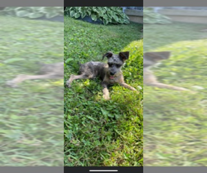 Schnoodle (Miniature) Puppy for sale in ELIZABETHTOWN, KY, USA