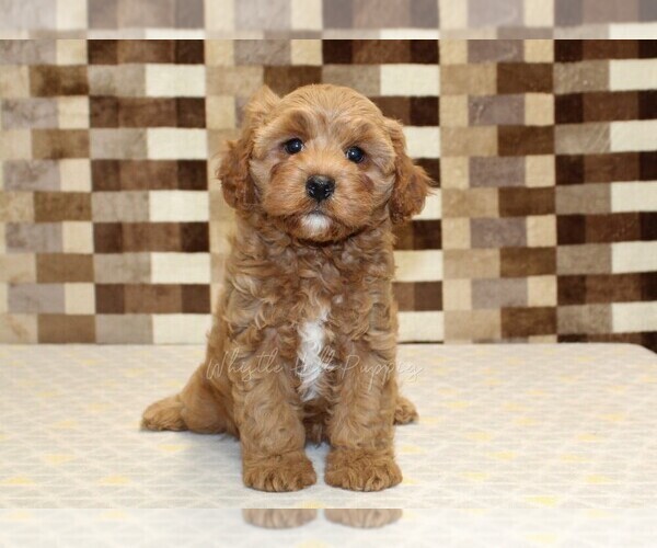Medium Photo #3 Cavapoo (Miniature) Puppy For Sale in DENVER, PA, USA