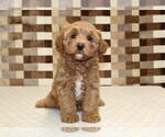 Small #2 Cavapoo (Miniature)