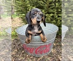 Small #1 Dachshund