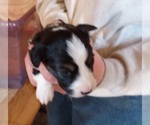 Small Photo #4 Aussie-Corgi Puppy For Sale in ELLENSBURG, WA, USA