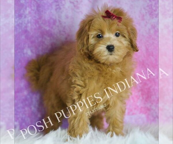 Medium Photo #3 Maltipoo (Miniature) Puppy For Sale in WARSAW, IN, USA