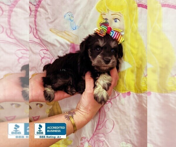 Medium Photo #3 Schnauzer (Miniature) Puppy For Sale in WINNSBORO, LA, USA