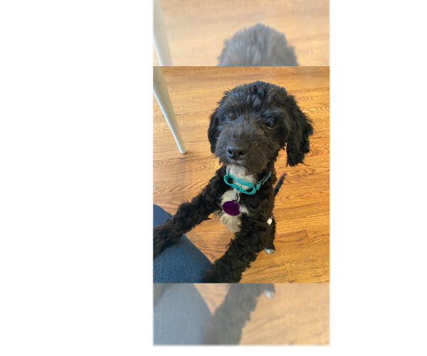 Medium Photo #1 Maltipoo (Miniature) Puppy For Sale in Greenbelt, MD, USA