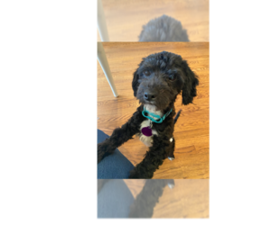 Maltipoo (Miniature) Dogs for adoption in Greenbelt, MD, USA
