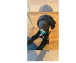 Small Maltipoo (Miniature)