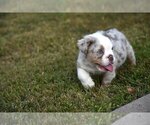 Small Photo #2 Bulldog Puppy For Sale in TEXAS CITY, TX, USA