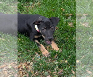 Brenda #2 - Female Labrador Retriever-Unknown Mix Dog for Adoption - Photo #3