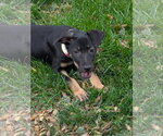 Small Photo #3 Labrador Retriever-Unknown Mix Puppy For Sale in Aurora, CO, USA