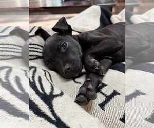 American Pit Bull Terrier-Unknown Mix Dogs for adoption in Germantown, OH, USA