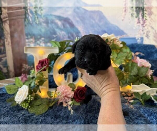 Medium Photo #5 Cane Corso Puppy For Sale in OOLOGAH, OK, USA