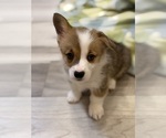 Small #1 Pembroke Welsh Corgi