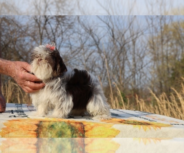 Medium Photo #19 Shih Tzu Puppy For Sale in DYERSBURG, TN, USA