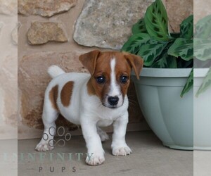 Jack Russell Terrier Puppy for sale in EAST EARL, PA, USA