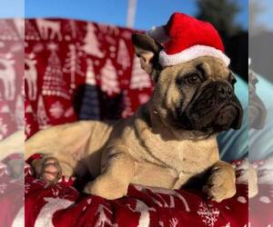 French Bulldog Puppy for sale in REDMOND, WA, USA