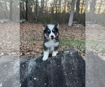 Small Photo #5 Pomsky Puppy For Sale in DRACUT, MA, USA