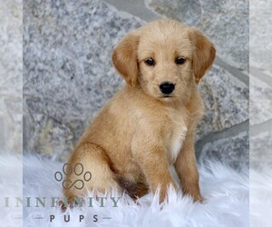 Miniature Labradoodle Puppy for sale in BIRD IN HAND, PA, USA