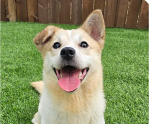 Mutt Dogs for adoption in San Ramon, CA, USA