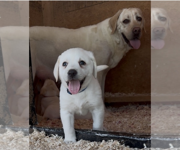 Medium Photo #2 Labrador Retriever Puppy For Sale in ALL HEALING SPRINGS, NC, USA