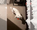 Small Mutt