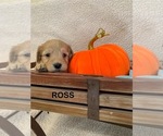 Puppy Ross Cavapoo