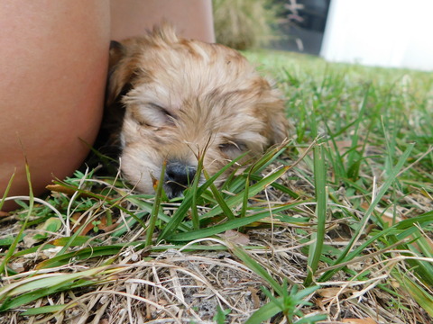 Medium Photo #21 Morkie Puppy For Sale in ORLANDO, FL, USA