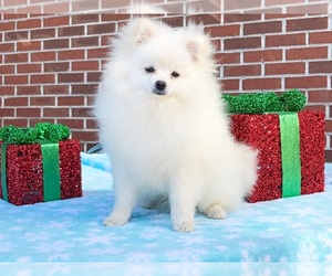 Pomeranian Puppy for sale in DAWSONVILLE, GA, USA