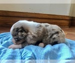 Small Photo #2 Australian Shepherd Puppy For Sale in ROBERTS, IL, USA