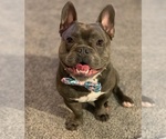 Small Photo #71 French Bulldog Puppy For Sale in LAS VEGAS, NV, USA
