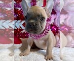 Small Photo #3 French Bulldog Puppy For Sale in HEATHROW, FL, USA