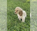 Small #2 Cocker Spaniel
